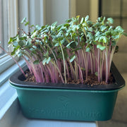Triton Purple Radish Stems on windowsill for microgreens and sprouts