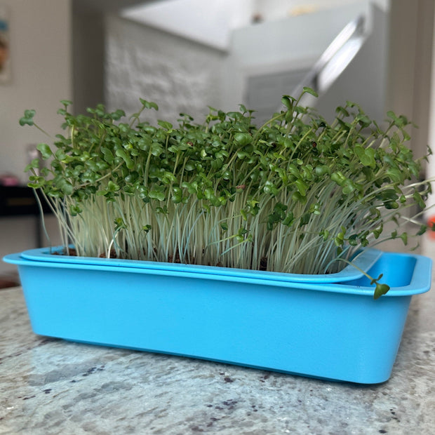 Organic Broccoli Microgreens 10 days after planting KnowingNature