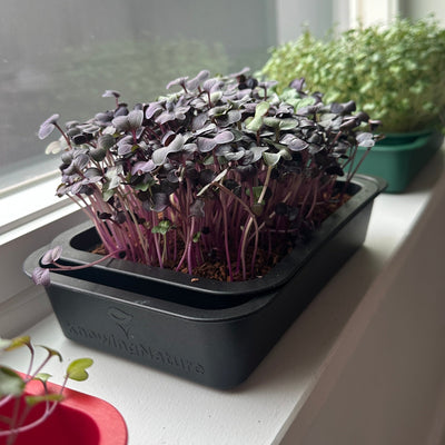 Windowsill Planter - Jet Black