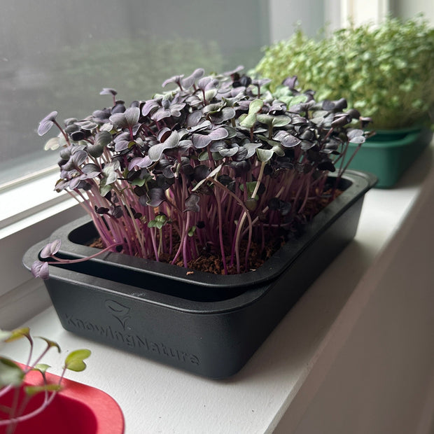 self watering windowsill plant tray Windowsill Planter