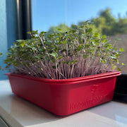 Organic Salad Mix Microgreens 10 days after planting KnowingNature