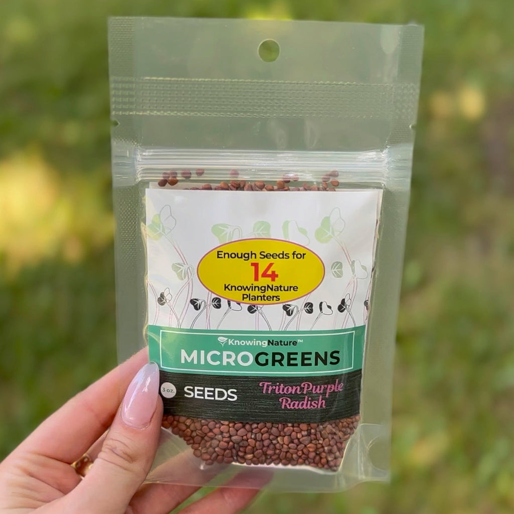 Great Quality Microgreens Seeds - Triton Purple Radish, 3 oz