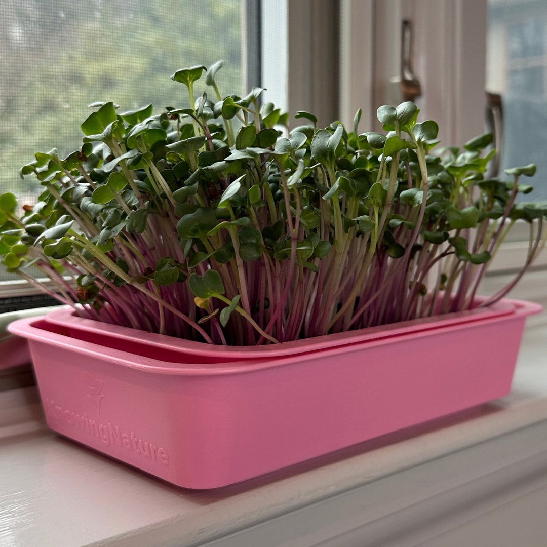 plastic dish for under plants Windowsill Microgreens Tray