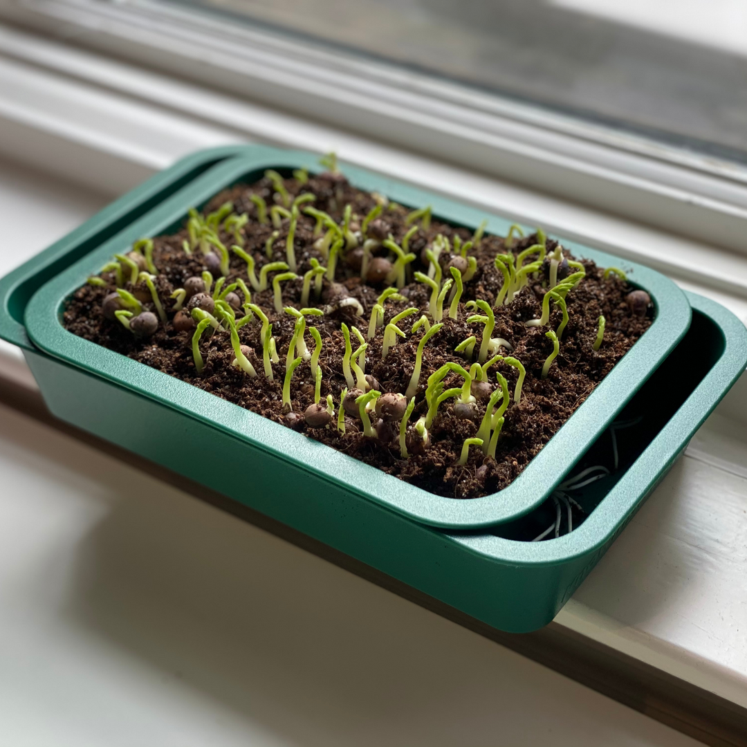 Windowsill Microgreens Tray | Grow Without Costly Racks, Lights or