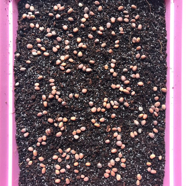 Daikon Radish Seeds [3 oz, 14 Plantings]