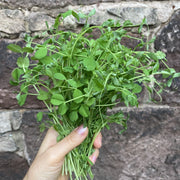 Pea Shoots Seeds [4.2 oz, 6 Plantings]