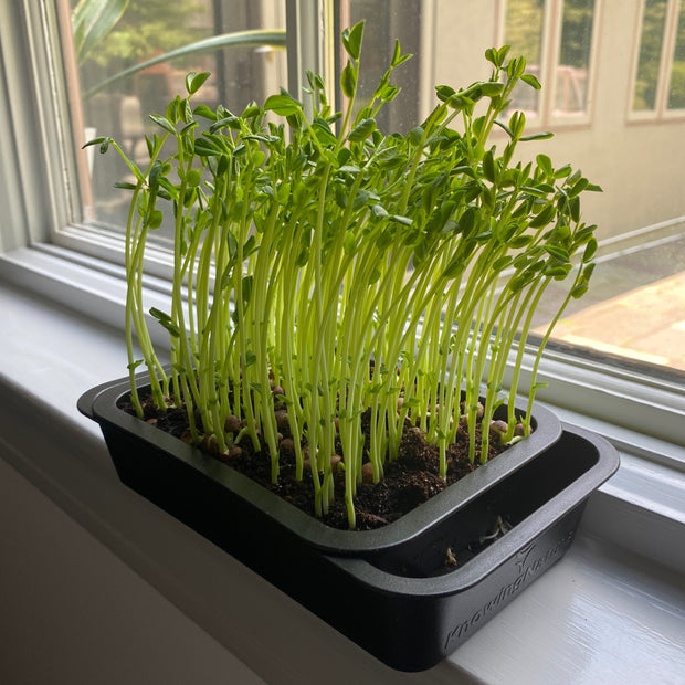 self watering windowsill plant tray Windowsill Microgreens Tray
