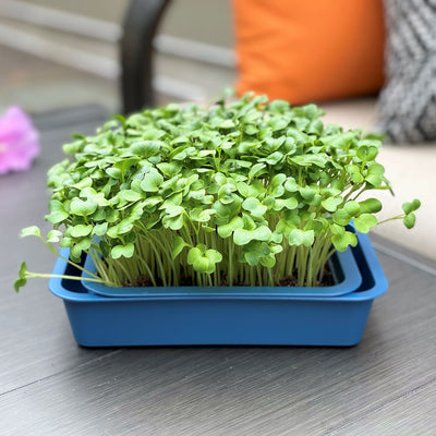 Windowsill Planter - Moonlight Blue