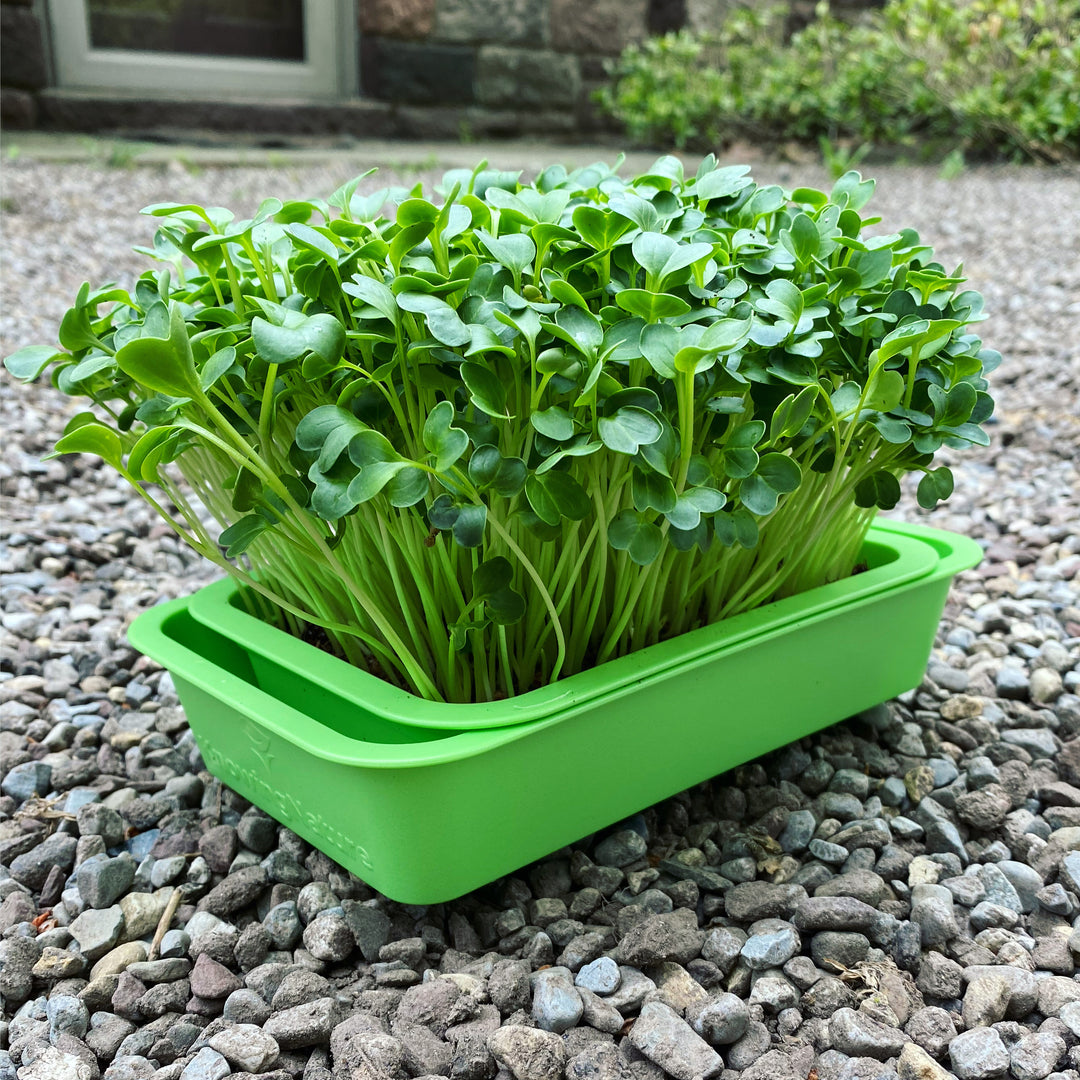 Windowsill Microgreens Tray | Grow Without Racks or 1020 Trays